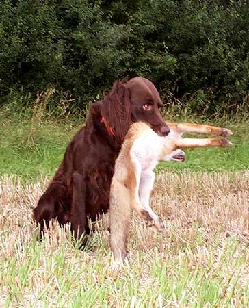 Deutscher Langhaar - Cane da Ferma Tedesco