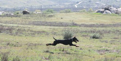 german jagdterrier, cane da tana