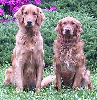 Golden Retrievers: A Novara, in località Sizzano, due giorni all'insegna dei cani retrievers.