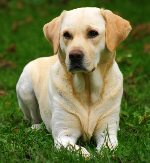 CANI DA RIPORTO: Impariamo insieme a addestrare i Cani da Riporto, infatti il riporto nel cane da caccia è il completamento del percorso di formazione venatoria.