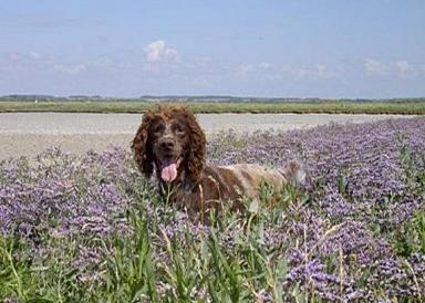 Cane molto affettuoso e coraggioso, l’Épagneul Pont-Audemer è una razza poco conosciuta