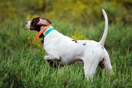 Pointer in ferma