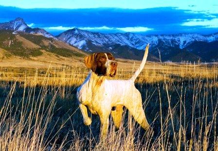 Pointer in ferma su Beccaccia