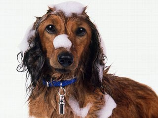 Pulizia del cane da caccia, qualche semplice regola di prevenzione. Attenti alla cura del mantello, dei denti e delle orecchie.