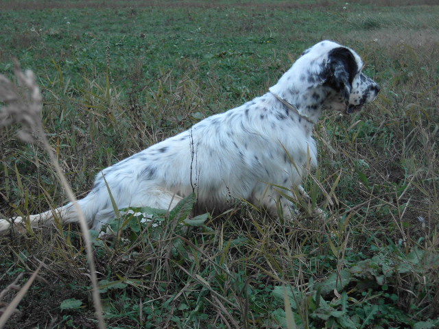 setter su beccaccia