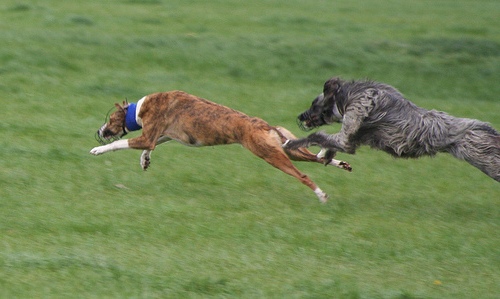 Cani e Cinofilia segna il Ring cani del game fair 2011