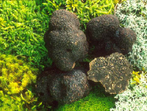 Fiera Nazionale del Tartufo nero pregiato di Campoli Appennino (FR)