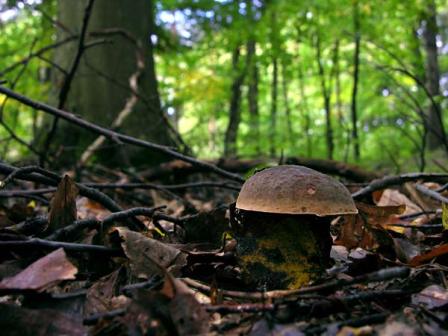 Cercatore di funghi ucciso per errore in provincia di Arezzo