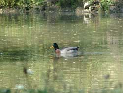 Grave danno ambientale in Brianza: sono finiti nel fiume Lambro almeno 600mila litri di petrolio e gasolio, l'onda nera che viaggia sul fiume ha provocato già la morte di alcuni animali, numerose le carcasse di anatre e germani che sono affiorate dall'acqua. 