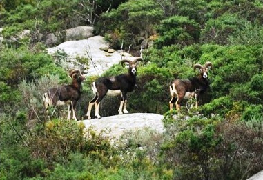Toscana: Ente Parco Nazionale Arcipelago Toscano sta lavorando per ridurre il numero di mufloni.