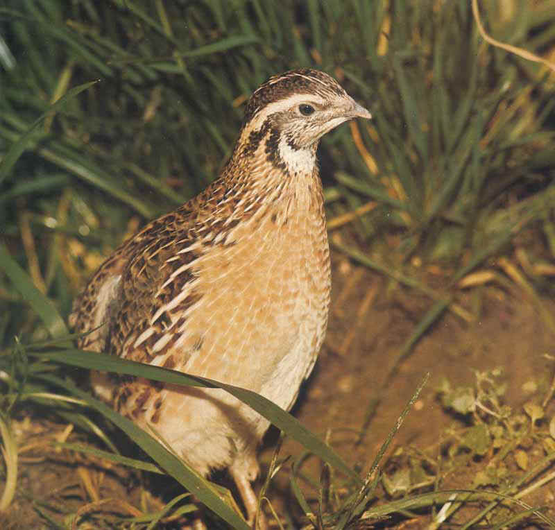 Caccia alla Quaglia con il Pointer