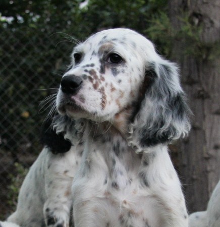 Pointer Show e Setters Day - Campo Felice (AQ) 9 e 10 luglio 2011