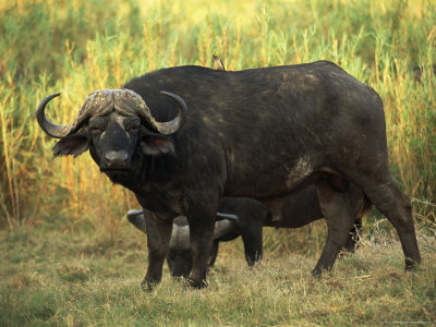 Bufalo nero africano