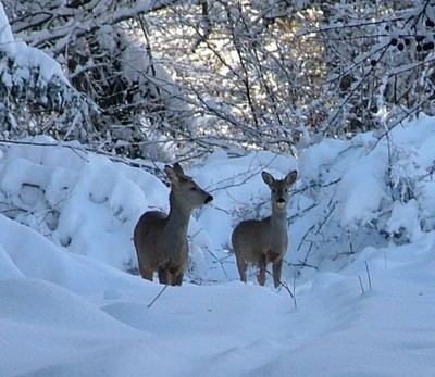 Caprioli nella neve