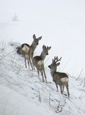 Caprioli tra la neve