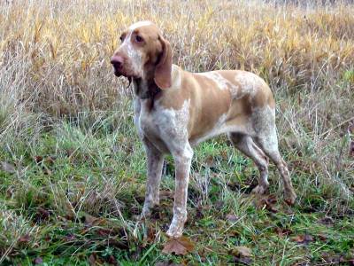 Olfatto del cane: tutta questione di naso