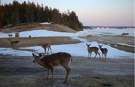 Cervi nell'isola di Anticosti 