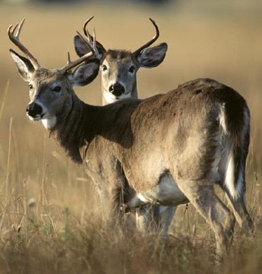 Animaux d'élevage lâchés pour la chasse : la faune sauvage trépasse - Animal  Cross