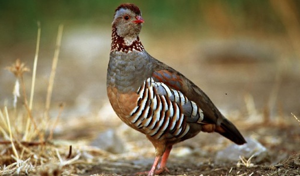 Caccia alla pernice in Sardegna