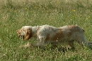 razza cena da caccia spinone italiano