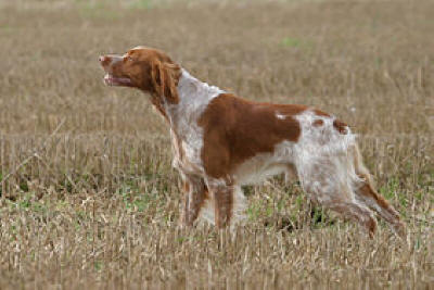 L'EPAGNEUL BRETON e' un cane da ferma la cui razza e' stata selezionata nel territorio del continente Europeo. L'Epagneul Breton e' un cane da caccia piccolo e pieno di energia.