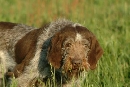 spinone italiano