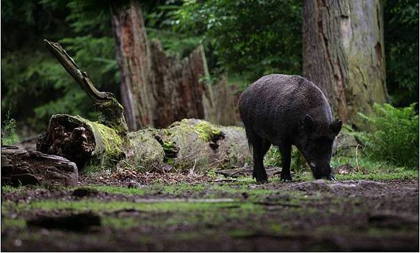 Cinghiale durante il pascolo nel bosco