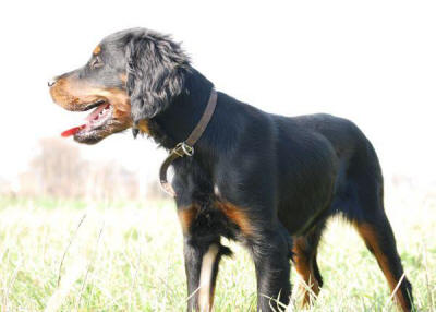 Setter gordon e' un cane da caccia da ferma a razza inglese