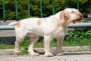 spinone italiano