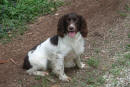 english springer caccia