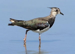 Caccia in Emilia Romagna Caccia in Emilia Romagna