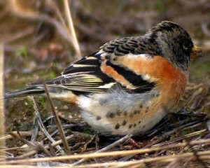 Caccia in deroga Caccia in deroga