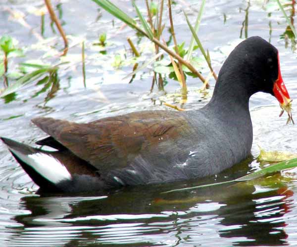 Gallinella-d'acqua