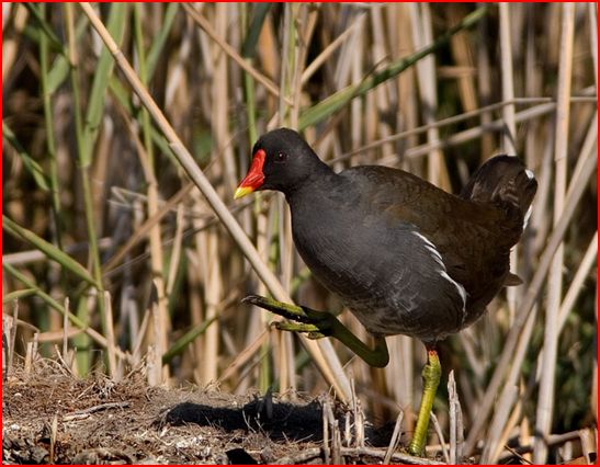 Gallinella-d'acqua