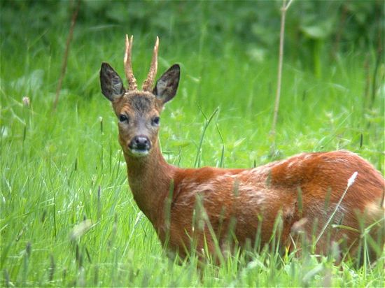 Capriolo - Capreolus Capreolus