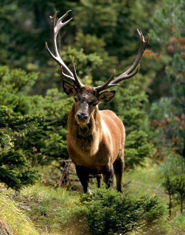 Un cervo caduto in un canale è stato salvato dal personale dell'Oasi WWF Gole del Sagittario ad Anversa degli Abruzzi