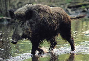 Secondo l'Enpa è inutiule prorogare la caccia al cinghiale fino l 31 gennaio al fine di contenere il numero dei cinghiali nella provincia di Savona.