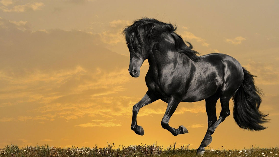 Cavallo Arabo - Arabian Horse