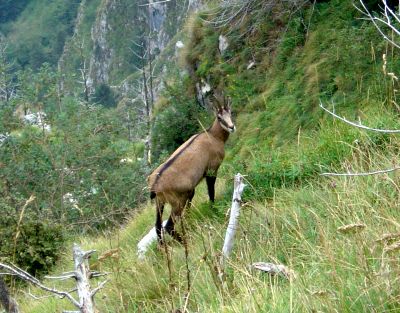 racconto caccia, camoscio