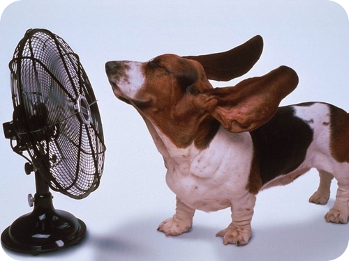 Anche i cani soffrono il caldo, più di un milione di animali domestici a rischio. Consigli da seguire. 