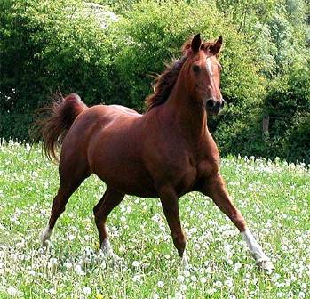 turismo equestre: 1° Trofeo dilattentistico 