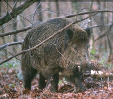 cinghiale: risorsa pubblica