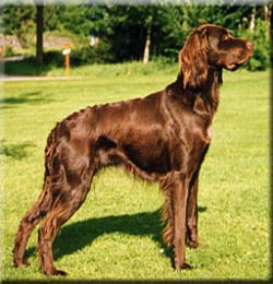 Deutscher Langhaar - Cane da Ferma Tedesco a Pelo Lungo