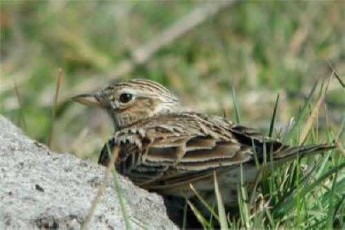 caccia all'allodola in molise