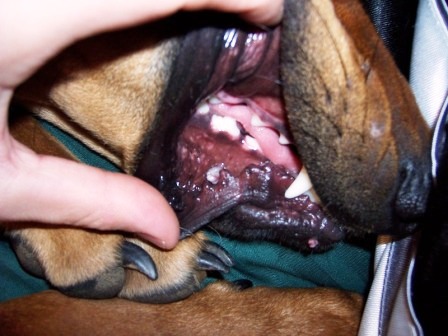 papilloma virus labbro cane care pastile ucid paraziții din corpul uman