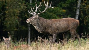 Caccia ai cervi selvatici Caccia ai cervi selvatici