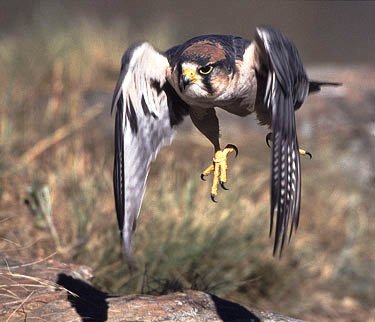 Caccia con il falco: appuntamento con i falconieri