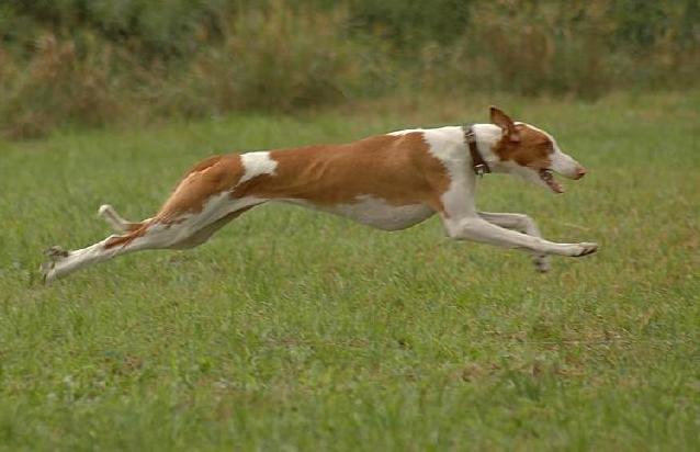 Podenco ibicenco o Ca Eivissenc o cane di Maiorca è una razza spagnola