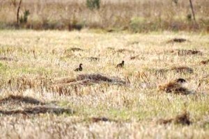 Cani da ferma Cani da ferma