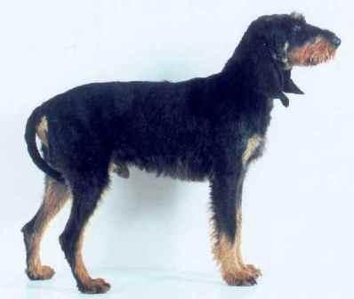 chiens à poil épais